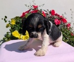 Small Photo #45 Cocker Spaniel Puppy For Sale in GOSHEN, IN, USA