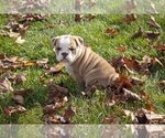 Puppy 4 Boston Terrier-English Bulldog Mix