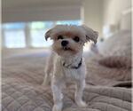 Small #1 Maltese