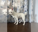Small #29 Alaskan Klee Kai