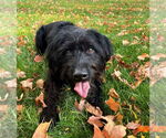 Small #8 Miniature Labradoodle