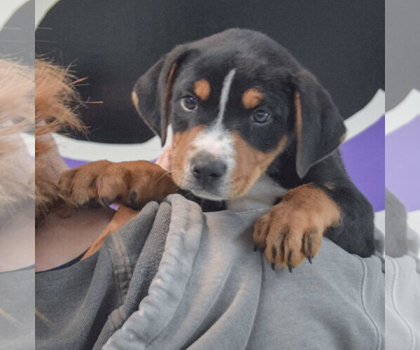 Medium Photo #5 Rottweiler-Unknown Mix Puppy For Sale in Huntley, IL, USA