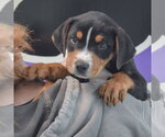 Small #4 Rottweiler Mix