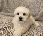 Small #5 Havanese-Poodle (Toy) Mix