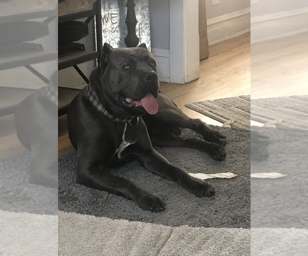 Medium Photo #20 Cane Corso Puppy For Sale in ANDERSON, IN, USA