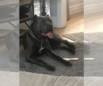 Small #19 Cane Corso