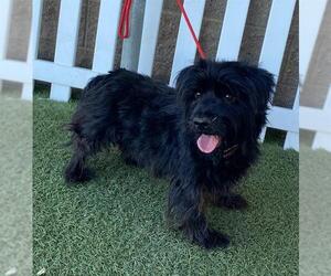 Mutt Dogs for adoption in Modesto, CA, USA