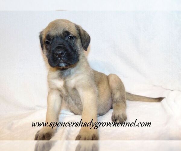 Medium Photo #3 Mastiff Puppy For Sale in CABOOL, MO, USA
