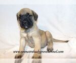 Small #2 Mastiff
