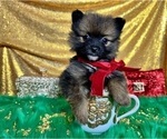 Small Photo #6 Pomeranian Puppy For Sale in HAYWARD, CA, USA