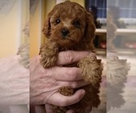 Small Photo #4 Poodle (Toy) Puppy For Sale in ALEXANDRIA, VA, USA