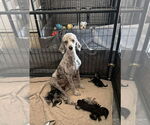 Small Poodle (Standard) Mix