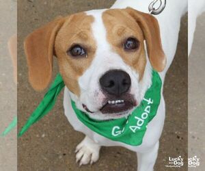 Blondie - Female Labrador Retriever-Treeing Walker Coonhound Mix Dog for Adoption - Photo #5