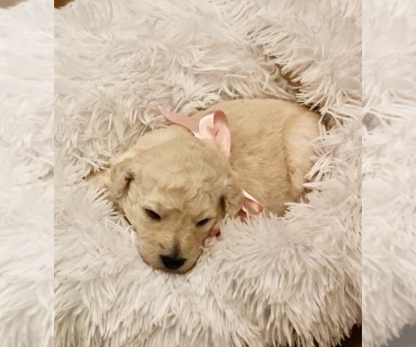 Medium Photo #6 Goldendoodle mix (+ Poodle Standard) Puppy For Sale in HATTIESBURG, MS, USA