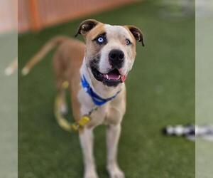Mutt Dogs for adoption in Las Vegas, NV, USA