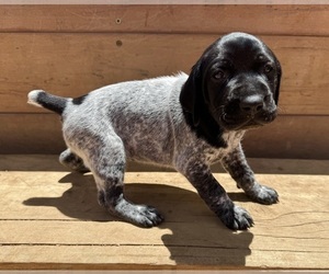 German Shorthaired Pointer Puppy for sale in WOODLAND PARK, CO, USA