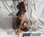 Small #2 Doberman Pinscher
