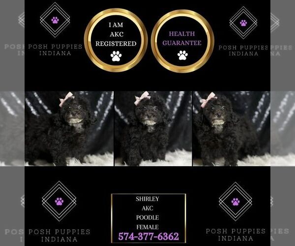 Medium Photo #6 Poodle (Miniature) Puppy For Sale in WARSAW, IN, USA