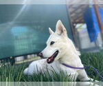 Small #3 German Shepherd Dog-Huskies  Mix