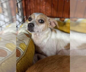 Chihuahua-Unknown Mix Dogs for adoption in New York, NY, USA