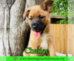 Small #6 Chow Chow Mix