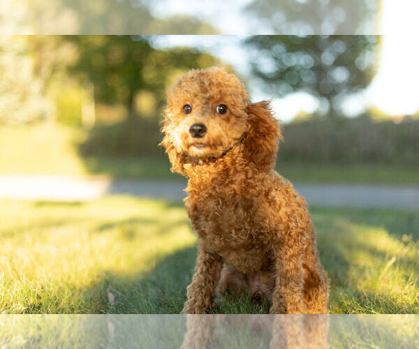 Medium Photo #13 Cavapoo Puppy For Sale in WARSAW, IN, USA