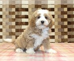 Small #3 Bernedoodle (Miniature)