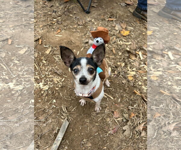 Medium Photo #4 Chihuahua-Unknown Mix Puppy For Sale in Holly Springs, NC, USA