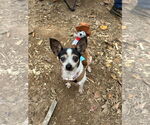 Small #3 Chihuahua Mix