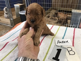 Goldendoodle (Miniature) Puppy for sale in IVANHOE, TX, USA
