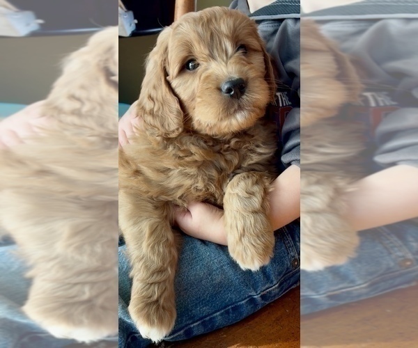 Medium Photo #5 Goldendoodle (Miniature) Puppy For Sale in RANDOLPH, WI, USA