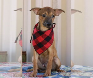 Mutt Dogs for adoption in Bandera, TX, USA
