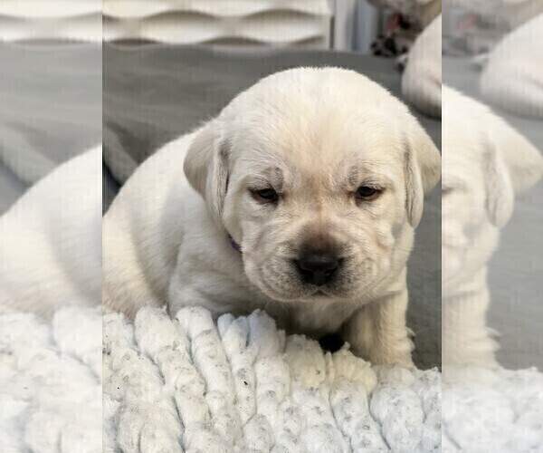 Medium Photo #25 Labrador Retriever Puppy For Sale in GLENDALE, CA, USA