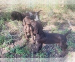 Small Photo #52 German Shorthaired Pointer Puppy For Sale in DENVER, CO, USA