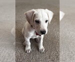 Small #5 Labrador Retriever Mix
