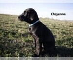 Puppy Cheyenne Labrador Retriever