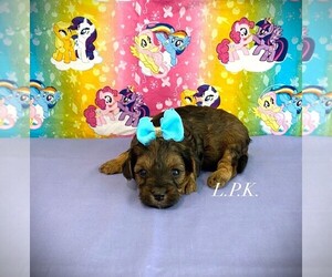 YorkiePoo Puppy for sale in WINNSBORO, LA, USA