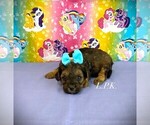 Small YorkiePoo