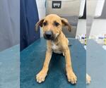 Small Black Mouth Cur Mix