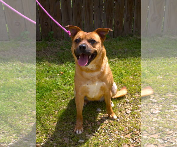 Medium Photo #1 American Staffordshire Terrier-Unknown Mix Puppy For Sale in Jackson, MS, USA