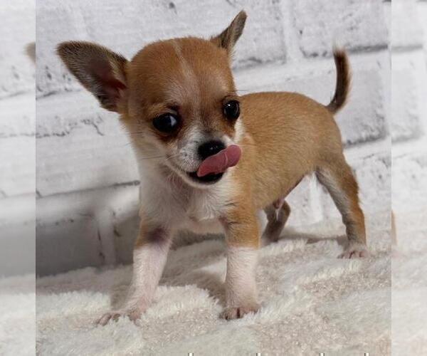 Medium Photo #20 Chihuahua Puppy For Sale in BOSTON, MA, USA