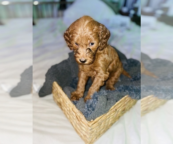 Full screen Photo #5 Goldendoodle (Miniature) Puppy For Sale in MIAMI, FL, USA