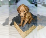 Small Photo #5 Goldendoodle (Miniature) Puppy For Sale in MIAMI, FL, USA