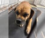 Small #3 Puggle