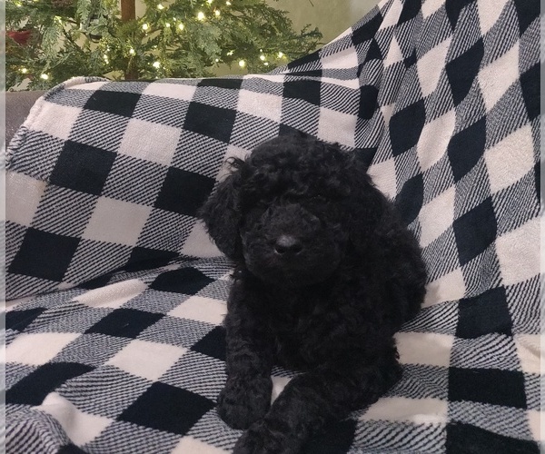 Medium Photo #2 Poodle (Standard) Puppy For Sale in COUCH, MO, USA