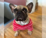 Small #3 French Bulldog