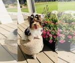 Small #4 Biewer Terrier