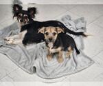 Small #7 Chihuahua Mix