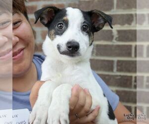 Mutt Dogs for adoption in Washington, DC, USA