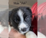 Small Photo #5 Australian Shepherd Puppy For Sale in PROSSER, WA, USA